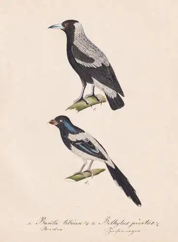 Barita tibicen / Bethylus picatus - Australian magpie Flötenvogel Flötenkrähenstar / Vogel bird oiseau Vög