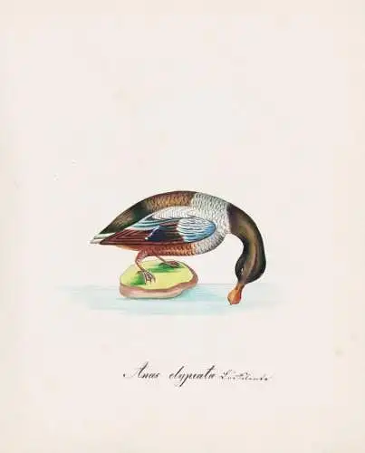 Anas clypeata - Löffelente Northern shoveler Ente duck ducks Enten / Vögel birds oiseaux Vogel bird / Tiere