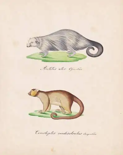 Arctitis ater / Ceroleptes caudivolvulus - Marderbär bearcat Binturong / Kinkajou Wickelbär / Tiere animals