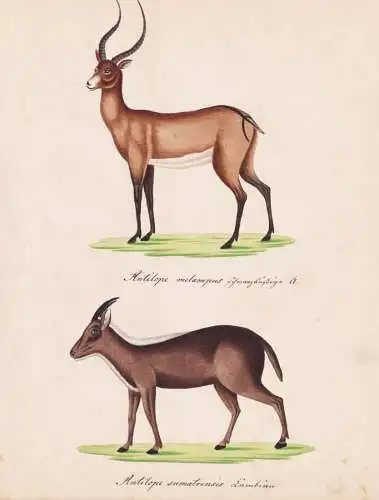 Antilope melampus / Antilope sumatrensis - Impala Schwarzfersenantilope Antilopen antelope / Tiere animals / Z