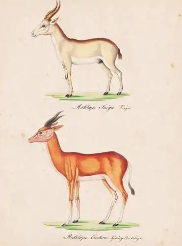 Antilope Saiga / Antilope Euchore - Saigaantilope Saiga Antilope antelope Sprinbock springbok springbuck / Tie