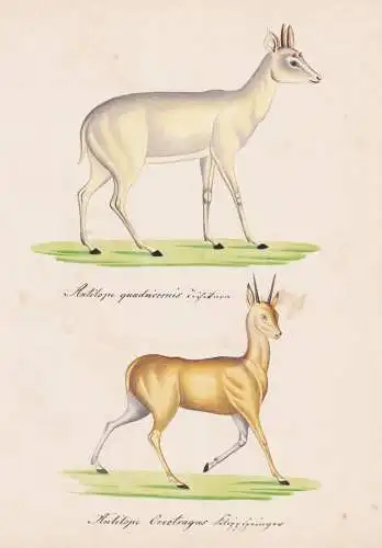 Antilope quadricornis / Antilope Oreotragus - Vierhornantilope Antilope four-horned antelope Klippspringer kli