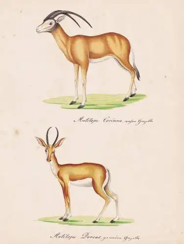 Antilope Corinna / Antilope Dorcas - Gazellen gazelles Antilope antelope / Tiere animals / Zeichnung drawing d