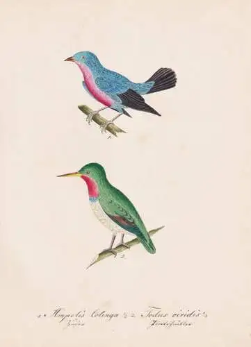 Ampelis Cotinga / Todus viridis - purple-breasted cotinga Jamaikatodi Grüntodi Jamaican tody / Vogel bird ois