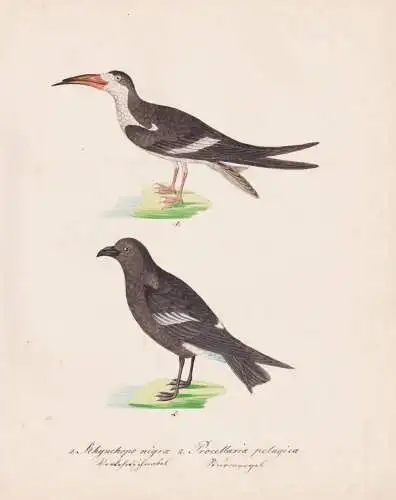 1. Rhynchops nigra. 2. Procellaria pelagica - Scherenschnabel Rynchops storm petrel Sturmwellenläufer / Vöge