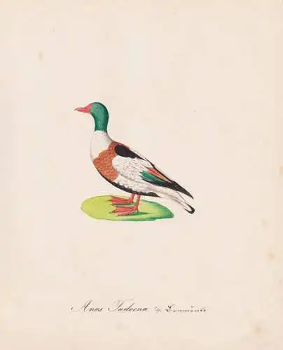 Anas Tadorna - Brandgans shelduck Ente duck ducks Enten / Vögel birds oiseaux Vogel bird / Tiere animals anim