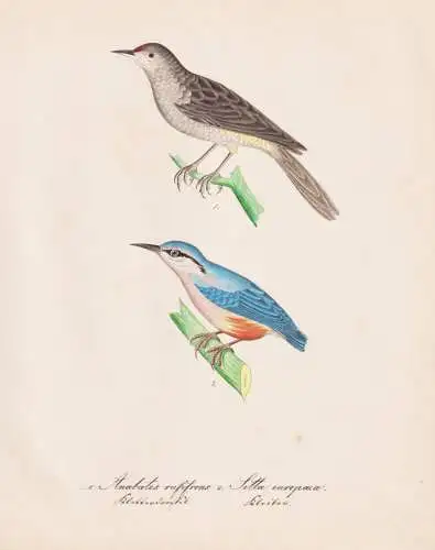 Anabates rufifrons / Sitta europaea - Kleiber nuthatch Rotstirn-Bündelnister rufous-fronted thornbird / Vogel
