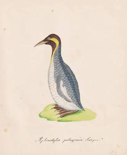 Aptenodytes patagonica - Königspinguin King penguin penguins / Vögel birds oiseaux Vogel bird / Tiere animal