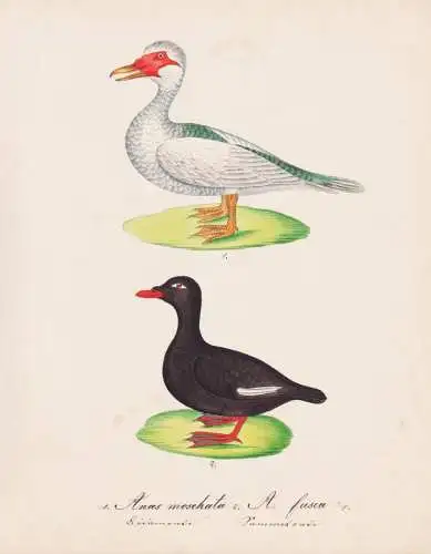 Anas moschata. / A. fusca - Muscovy duck Moschusente Samtente Ente duck ducks Enten / Vögel birds oiseaux Vog