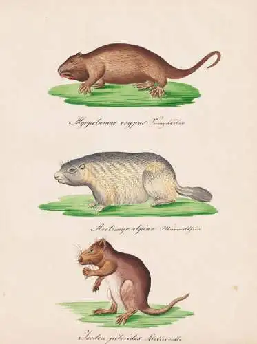 Myopotamus coypus / Arctomys alpina / Isodon pilorides - Nutria Murmeltier Marmot Hutiaconga Desmarest's hutia