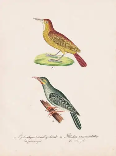 Opetiorrhynchus albogularis / Philedon carunculatus - Gelbwangen-Philedon / Vogel bird oiseau Vögel bird oise