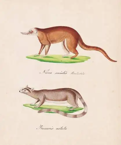 Nasua Socialis / Bassaris astuta - Nasenbäre coati Katzenfrette / Tiere animals / Zeichnung drawing dessin
