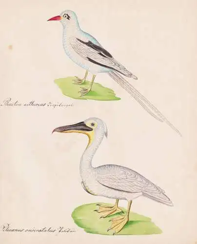 Phaeton aethereus / Pelecanus onocratalus - Rotschnabel-Tropikvogel Red-billed tropicbird Rosapelikan Great wh