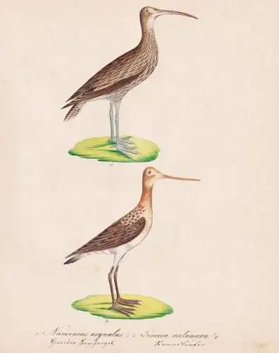 Numenius arguatus / Limosa melanura - Brachvogel curlew Black-tailed godwit Uferschnepfe / Vögel birds oiseau