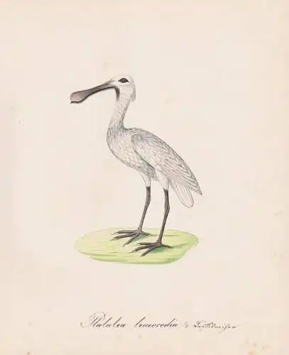 Platalea leucorodia - Löffler spoonbill / Vögel birds oiseaux Vogel bird / Tiere animals animaux / Zoologie