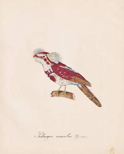 Podargus cornutus - Eulenschwalm tawny frogmouth Froschmaul / Vogel bird oiseau Vögel bird oiseux / Tiere ani