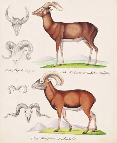 Ovis Musimon orientalis / Ovis Musimon occidentalis - Mufflon Wildschaf mouflon / Tiere animals / Zeichnung dr