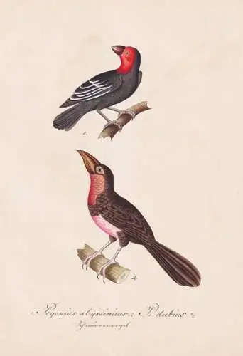 Pogonias abyssinicus / P. dubius - Pogonornis bearded barbet Furchenschnabel-Bartvogel / Vogel bird oiseau Vö