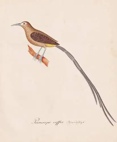 Promerops caffer - Kaphonigvogel Cape sugarbird Kaphonigfresser / Vogel bird oiseau Vögel bird oiseux / Tiere