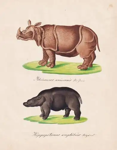 Rhinoceros unicornis / Hippotamus amphibius - Panzernashorn Flusspferd Indisches Nashorn Nilpferd rhinoceros I