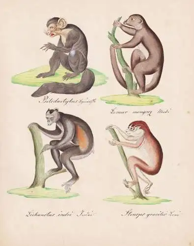 Psilodactylus / Lemus mongooz / Lichanotus indri / Stenops gracilis - Lemur Indri Schlankloris Slender loris /