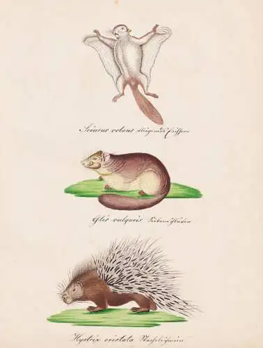 Sciurus volans / Glis vulgaris / Hystrix cristata - Siberian flying squirrel Gleithörnchen Siebenschläfer  d