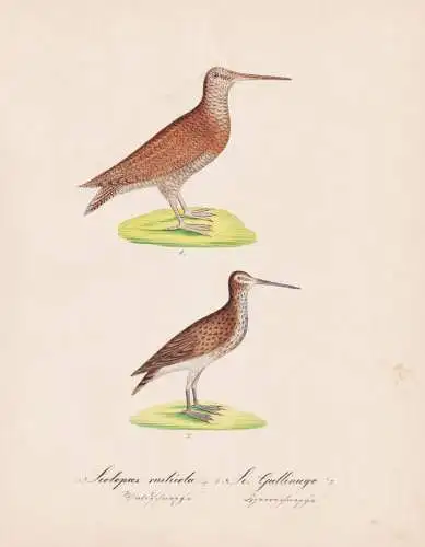 Scolopax rusticola / Sc. Gallinago - Waldschnepfe Gallinago Bekassinen / Vögel birds oiseaux Vogel bird / Tie