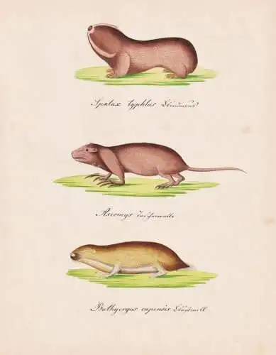 Spalax typhlus / Ascomys / Bathyergus capensis - Ostblindmaus Stachelmäuse Spiny mouse / Tiere animals animau