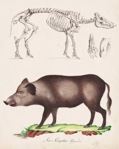 Sus Scropha - Wildschwein wild boar wild pig Schwarzwild / Skelett skeleton / Tiere animals / Zeichnung drawin