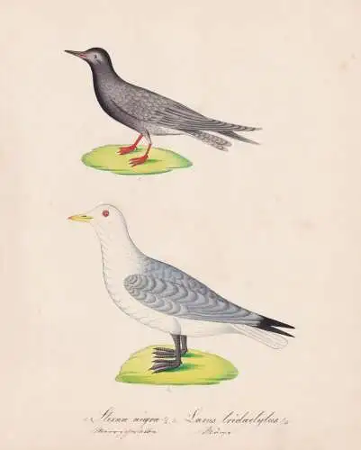 Sterna nigra. / Larus tridactylus - Black tern Dreizehenmöwe Black-legged kittiwake / Vögel birds oiseaux Vo