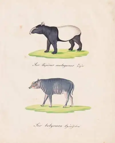 Sus tapirus malayanus / Sus babyrussa - Tapir Babirusa Hirscheber deer-pigs Babyrousa / Tiere animals / Zeichn