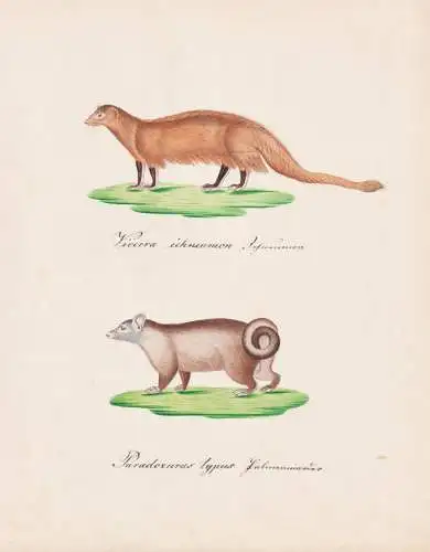Viverra ichneumon / Paradoxurus typus - Ichneumon Melon Egyptian mongoose Musang Paradoxurus / Tiere animals a