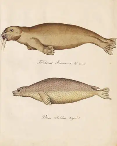 Trichecus Rosmarus / Phoca vitulina - Walross walrus Seehund seal harbor harbour / Tiere animals / Zeichnung d