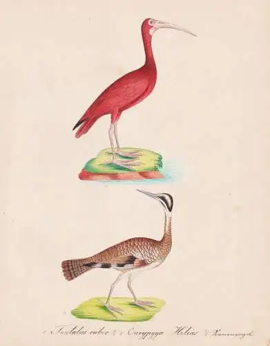 Tantalus ruber. / Eurypyga Helias - Scarlet ibis Sonnenralle Sunbittern / Vögel birds oiseaux Vogel bird / Ti