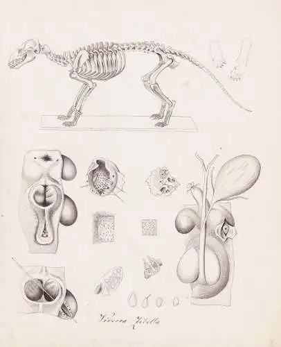 Viverra Zibetta - Indische Zibetkatze Large Indian civet / Skelett skeleton Organe organs / Tiere animals anim