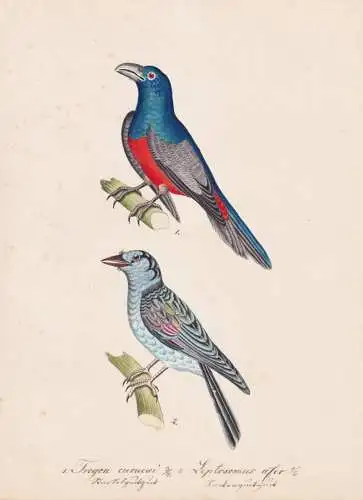 Trogon curucui / Leptosomus afer - Blauscheiteltrogon blue-crowned Trogon Kurol Kuckucksroller cuckoo-roller c