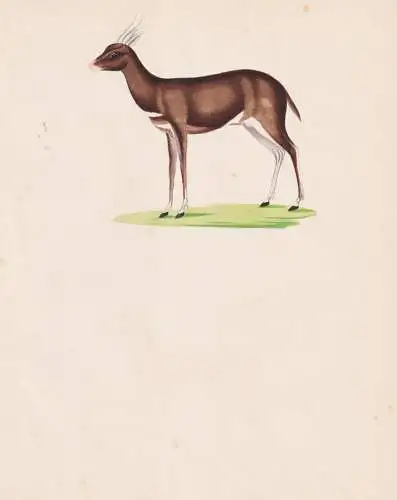 (Antilope antelope / Ducker duiker) - Tiere animals / Zeichnung drawing dessin