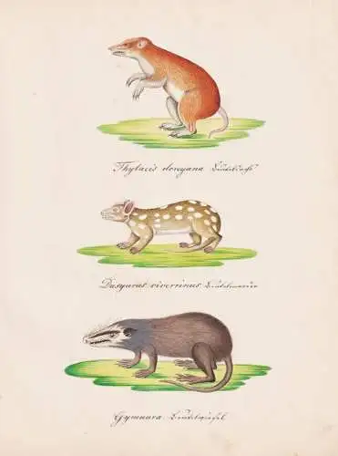 Thylacis doreyana / Dasyurus viverrinus / Gymnura - Thylacine Australia Australien Tüpfelbeutelmarder Eastern