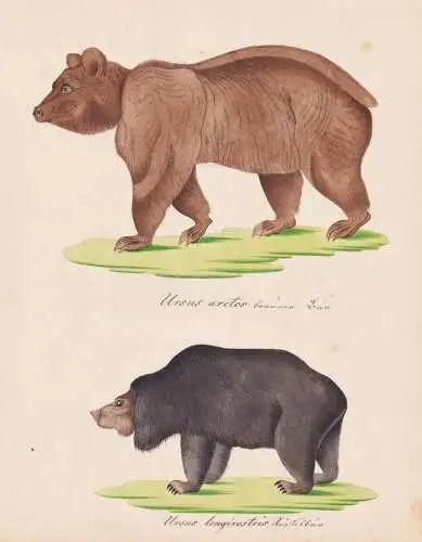 Ursus Arctos / Ursus longirostris - Braunbär brown bear Rüsselbär Bären bears / Tiere animals / Zeichnung