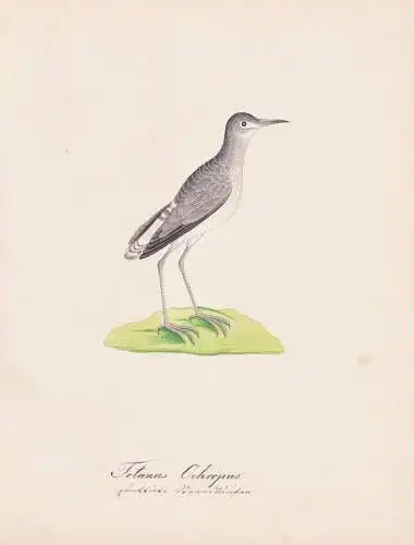 Totanus Ochropus - Green Sandpiper Waldwasserläufer / Vögel birds oiseaux Vogel bird / Tiere animals animaux
