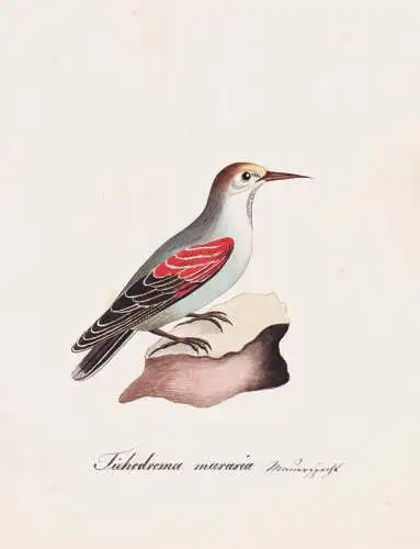 Tichodroma muraria - Mauerläufer wallcreeper / Vogel bird oiseau Vögel bird oiseux / Tiere animals animaux /