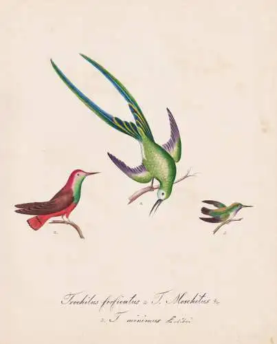 Trochilus forficatus / T. Moschitus - Kolibri hummingbirds Kolibris / Vogel bird oiseau Vögel bird oiseux / T