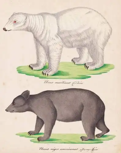 Ursus maritimus / Ursus niger americanus - Eisbär polar bear Polarbär Schwarzbär baribal black bear / Tiere