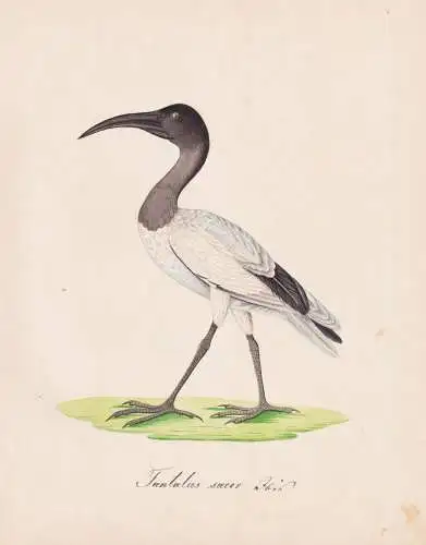 Tantalus sacer - Ibis Sichler / Vögel birds oiseaux Vogel bird / Tiere animals animaux / Zoologie zoology