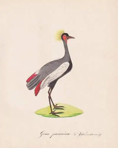 Grus pavonina - Black crowned crane Kronenkranich / Vögel birds oiseaux Vogel bird / Tiere animals animaux /