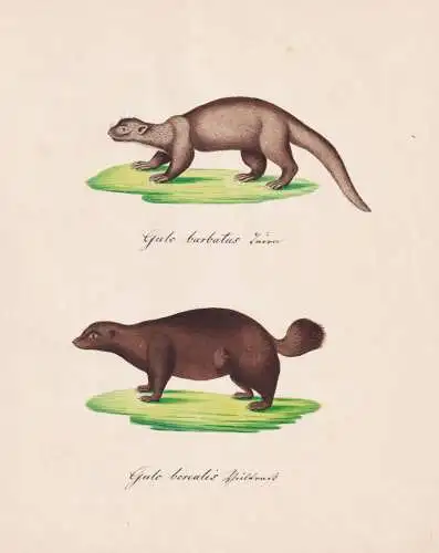 Gulo barbatus / Gulo borealis - Vielfraß wolverine Marder carcajou / Tiere animals / Zeichnung drawing dessin