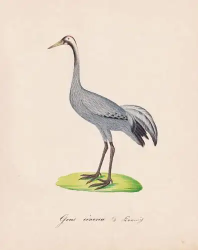 Grus cinerea - Kranich crane / Vögel birds oiseaux Vogel bird / Tiere animals animaux / Zoologie zoology