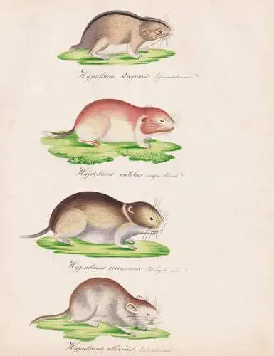 Hypudaeus Lagurus / Hypudaeus rutilus / Hypudaeus oeconomus / Hypudaeus alliarius - Maus mouse mice / Tiere an