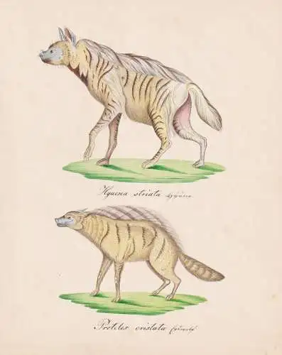 Hyaena strictata / Proteles cristata - Streifenhyäne Hyäne striped hyena Erdwolf aardwolf maanhaar-jackal /