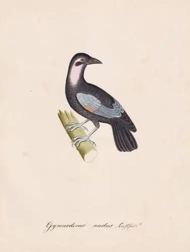 Gymnoderus nudus - Rotkehlkotinga Purpurkehl-Fruchtkrähe bare-necked fruitcrow / Vogel bird oiseau Vögel bir